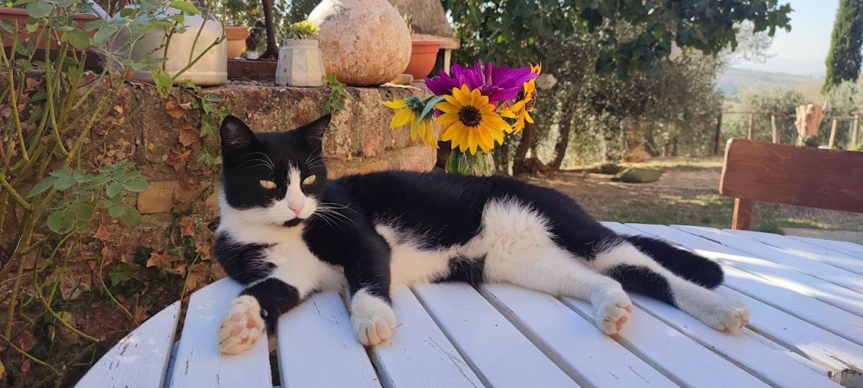 Agriturismo Biofattoria L'Upupa Μονταλτσίνο Εξωτερικό φωτογραφία