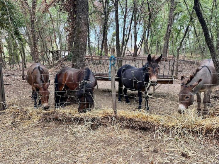 Agriturismo Biofattoria L'Upupa Μονταλτσίνο Εξωτερικό φωτογραφία