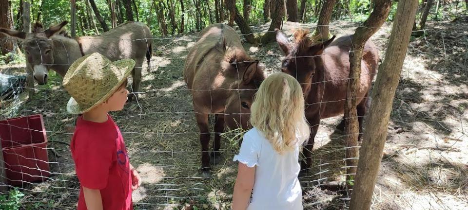 Agriturismo Biofattoria L'Upupa Μονταλτσίνο Εξωτερικό φωτογραφία